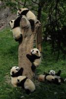 Giant Pandas Climbing Tree